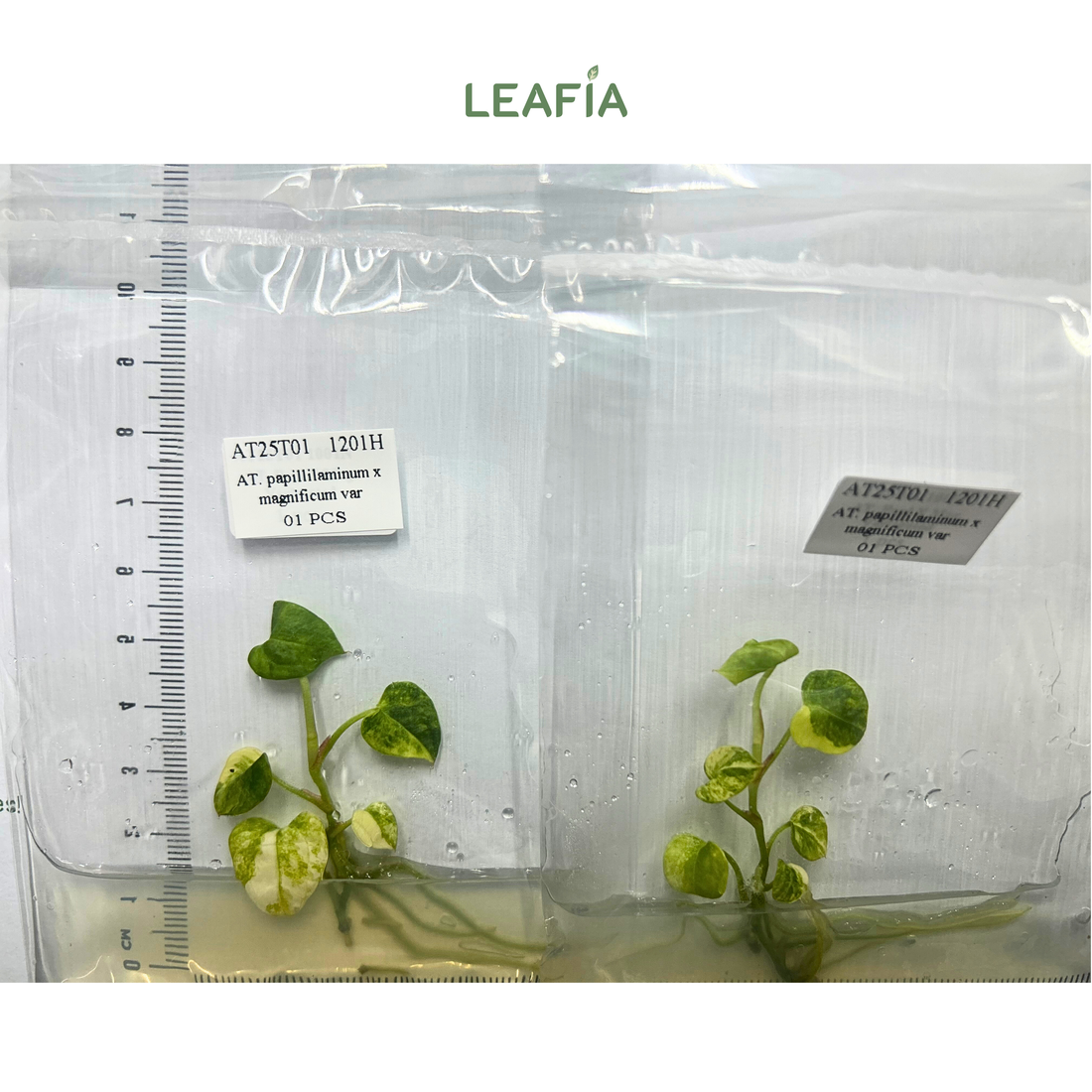 Anthurium Papi X Magnificum Variegated Tissue Culture - Grower's Choice