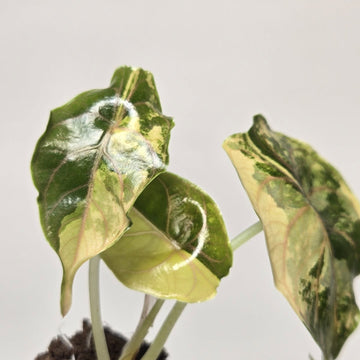 Alocasia Azlanii Gold Rooted Exact Plant – Grower’s Choice