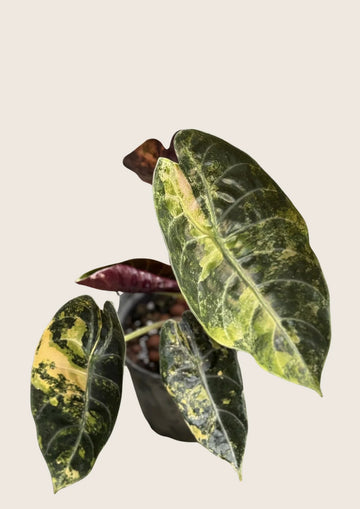 (NEW) Alocasia Sedenii Aurea Tissue Culture - Grower's Choice