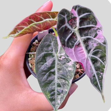 Alocasia Watsoniana Doff Pink Tissue Culture - Grower's Choice