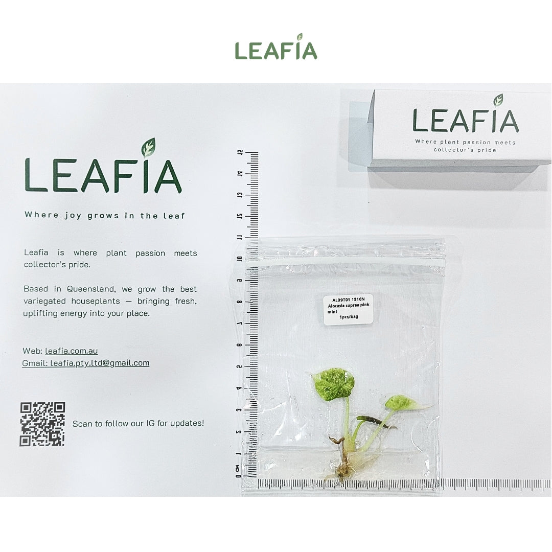 Alocasia Cuprea Pink Mint Tissue Culture - Grower's Choice