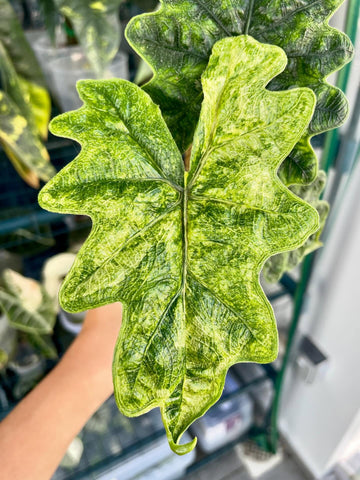 (NEW) Alocasia Jacklyn Mystic Tissue Culture - Grower's Choice