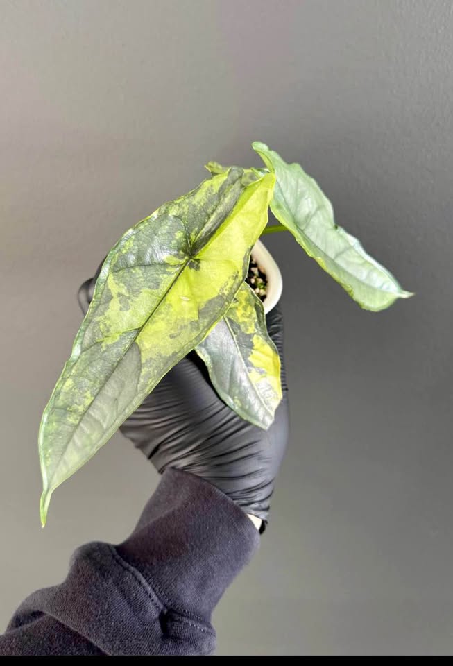 Alocasia Dragon Breath Aurea Tissue Culture - Grower's Choice