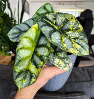 (NEW) Alocasia Silver Dragon Aurea Tissue Culture - Grower's Choice