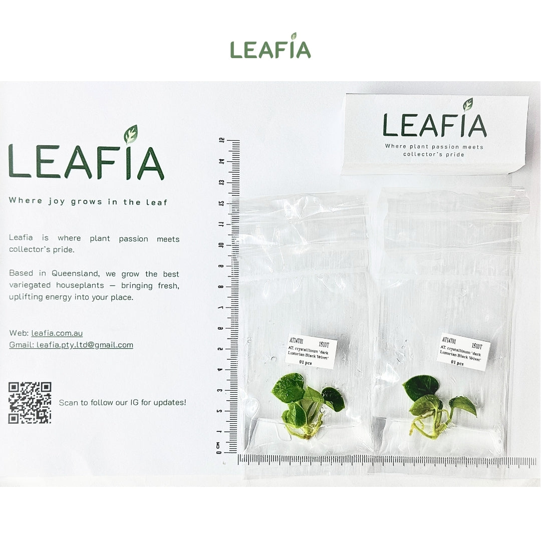 Anthurium Crystal Dark x Luxurian Black Velvet Tissue Culture - Grower's Choice