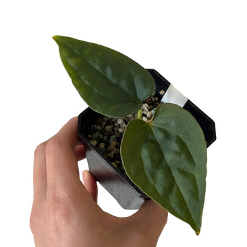 Anthurium Crystal Dark x Luxurian Black Velvet Tissue Culture - Grower's Choice