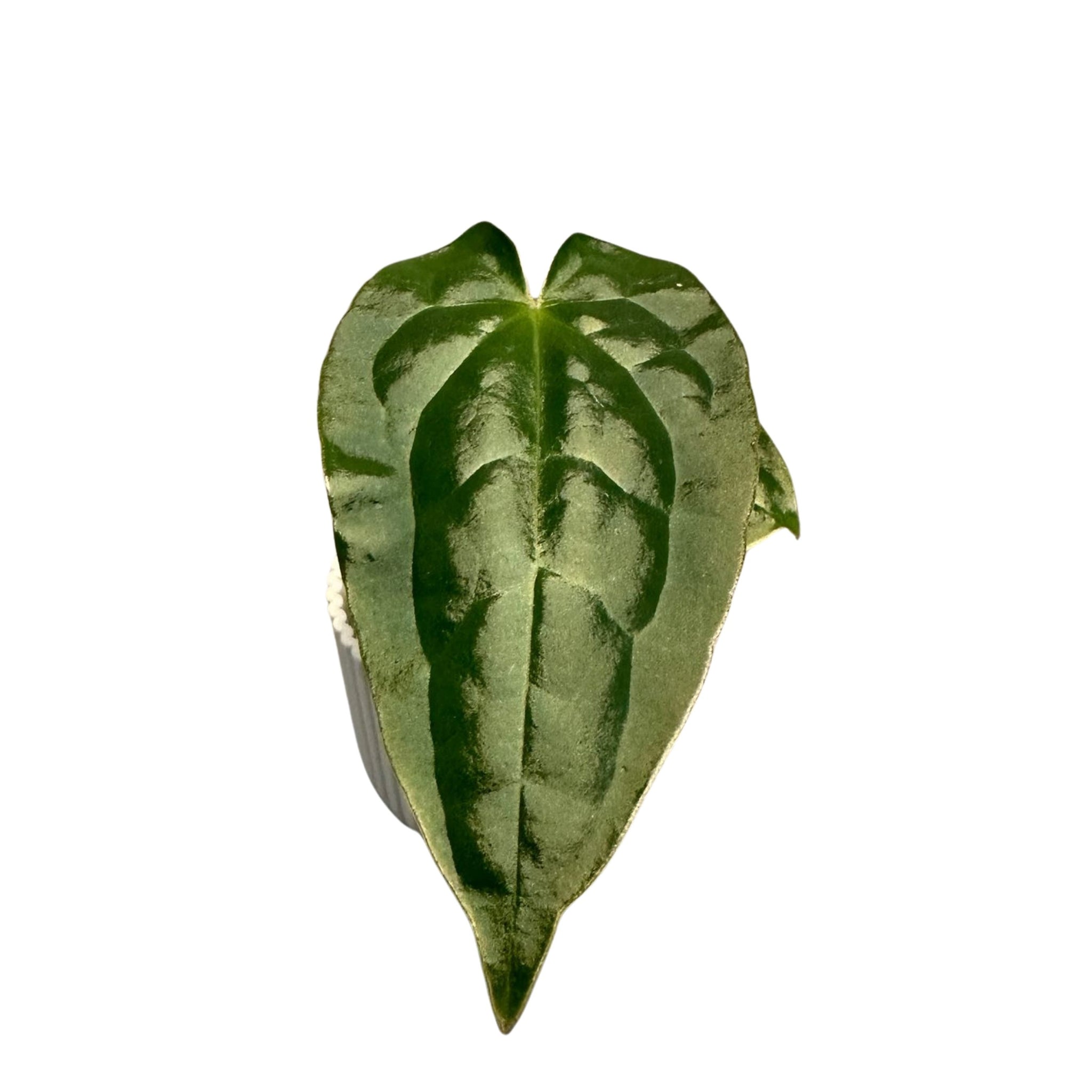 Anthurium Luxurian x Forgetii Dark Form Tissue Culture - Grower's Choice