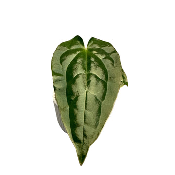 Anthurium Luxurian x Forgetii Dark Form Tissue Culture - Grower's Choice