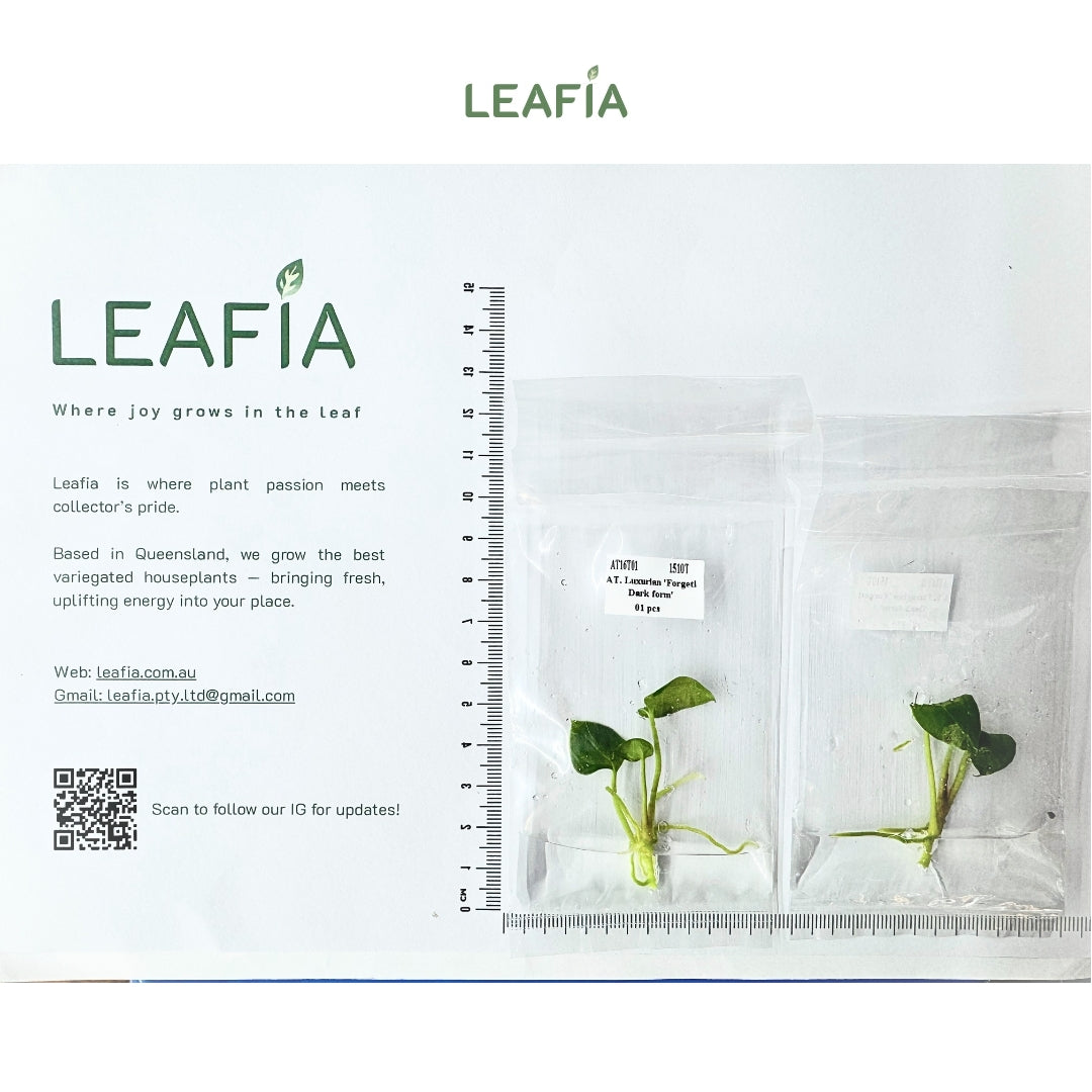 Anthurium Luxurian x Forgetii Dark Form Tissue Culture - Grower's Choice