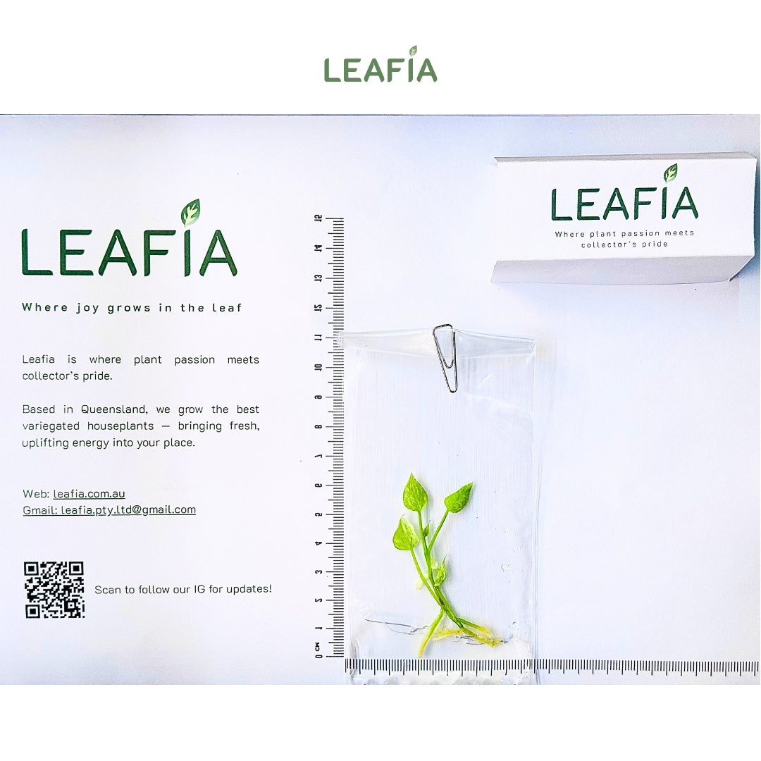 Anthurium Vittarifolium Variegated Tissue Culture - Grower's Choice