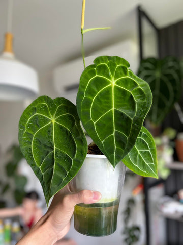 Anthurium forgetii Tissue Culture - Grower's Choice