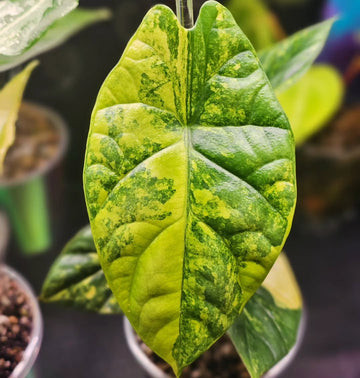 (NEW) Alocasia Sinuata Aurea Tissue Culture - Grower's Choice