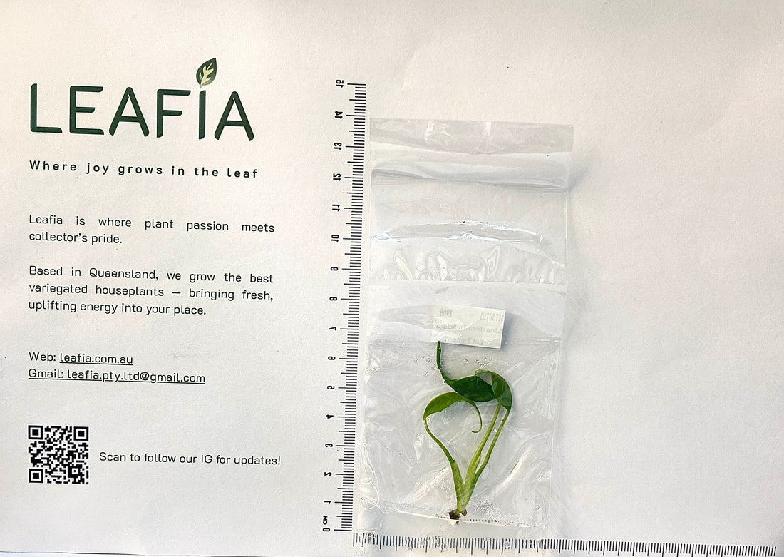 Monstera Burle Marx Flame Tissue Culture - Grower's Choice