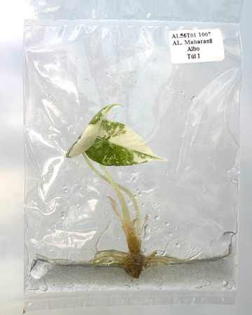 Alocasica Maharani Albo Tissue Culture - Grower's Choice