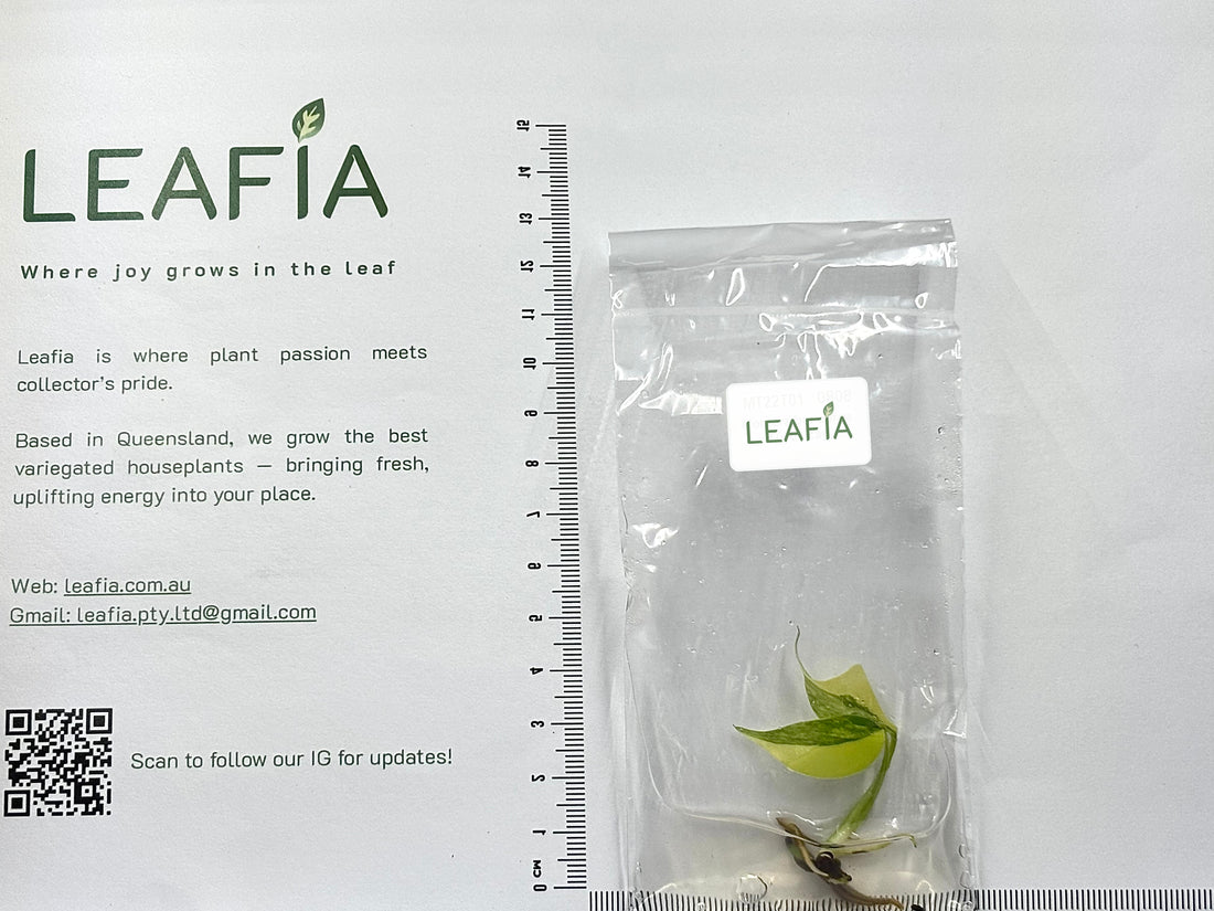 Monstera Borsigiana Aurea Tissue Culture - Grower's Choice