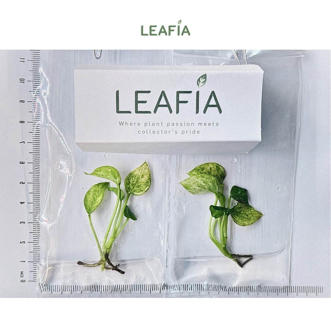 Epipremnum Pinatum Yellow Mint Tissue Culture - Grower's Choice