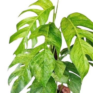 Epipremnum Pinatum Yellow Mint Tissue Culture - Grower's Choice