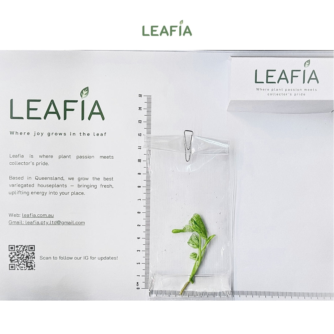 Epipremnum Giganteum Variegated Tissue Culture - Grower's Choice