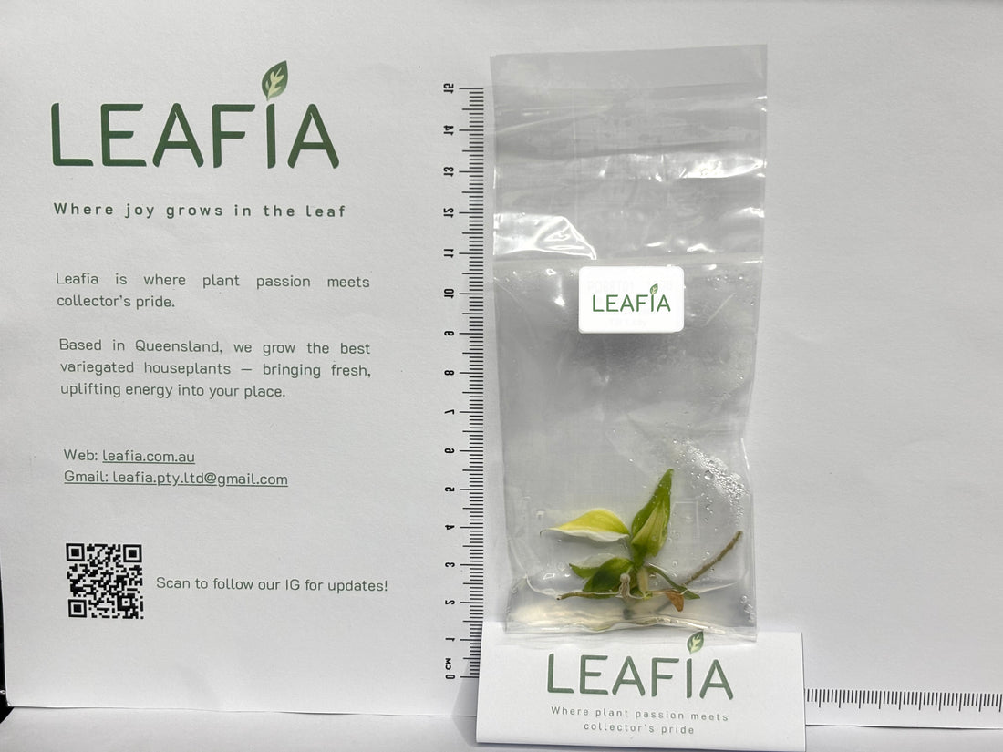 Philodendron Golden White Wizard Tissue Culture - Grower's Choice