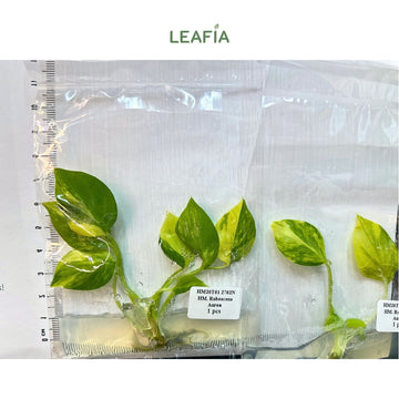 (NEW) Homalomena Rubescens Aurea Tissue Culture - Grower's Choice