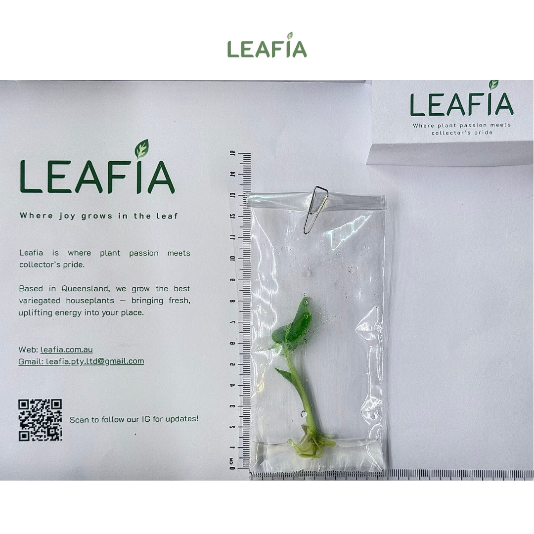 Homalomena Red Stem Variegated Tissue Culture - Grower's Choice