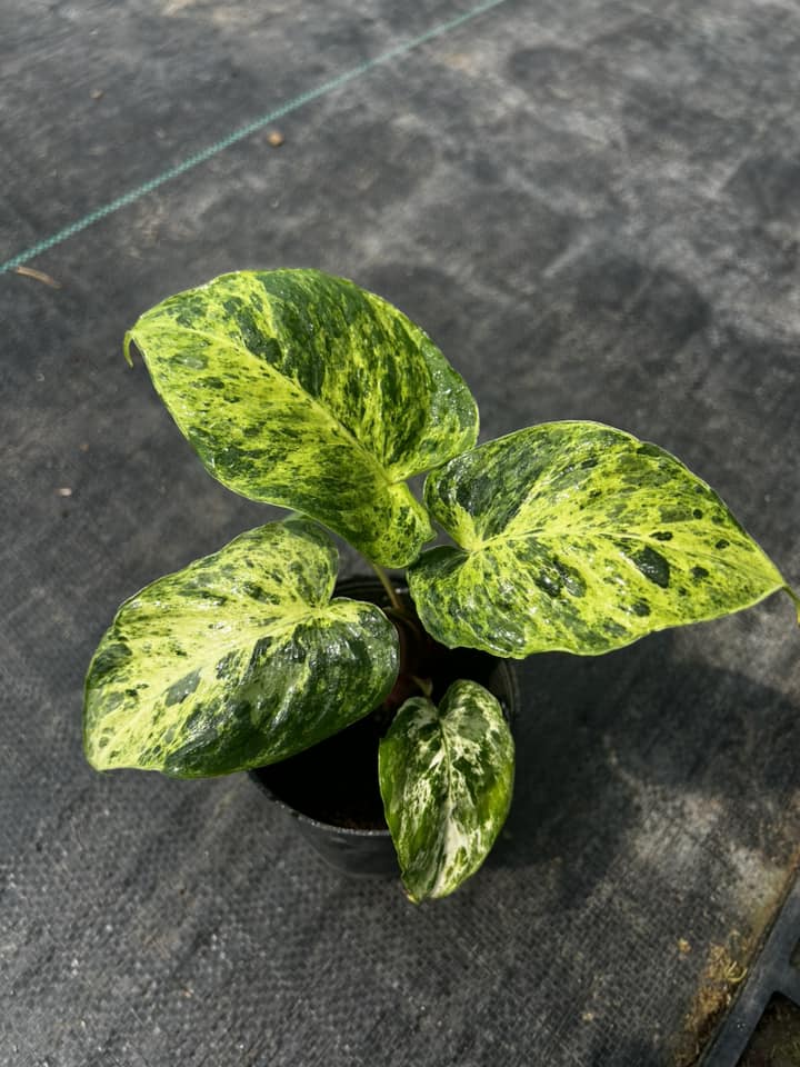 Homalomena Red Stem Variegated Tissue Culture - Grower's Choice