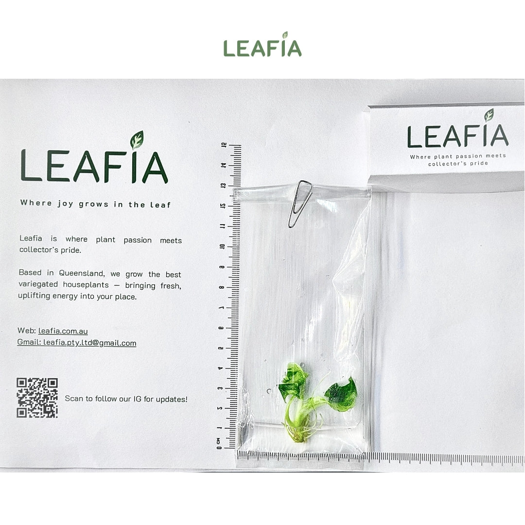 Homalomena Thai Constellation Mint Tissue Culture - Grower's Choice