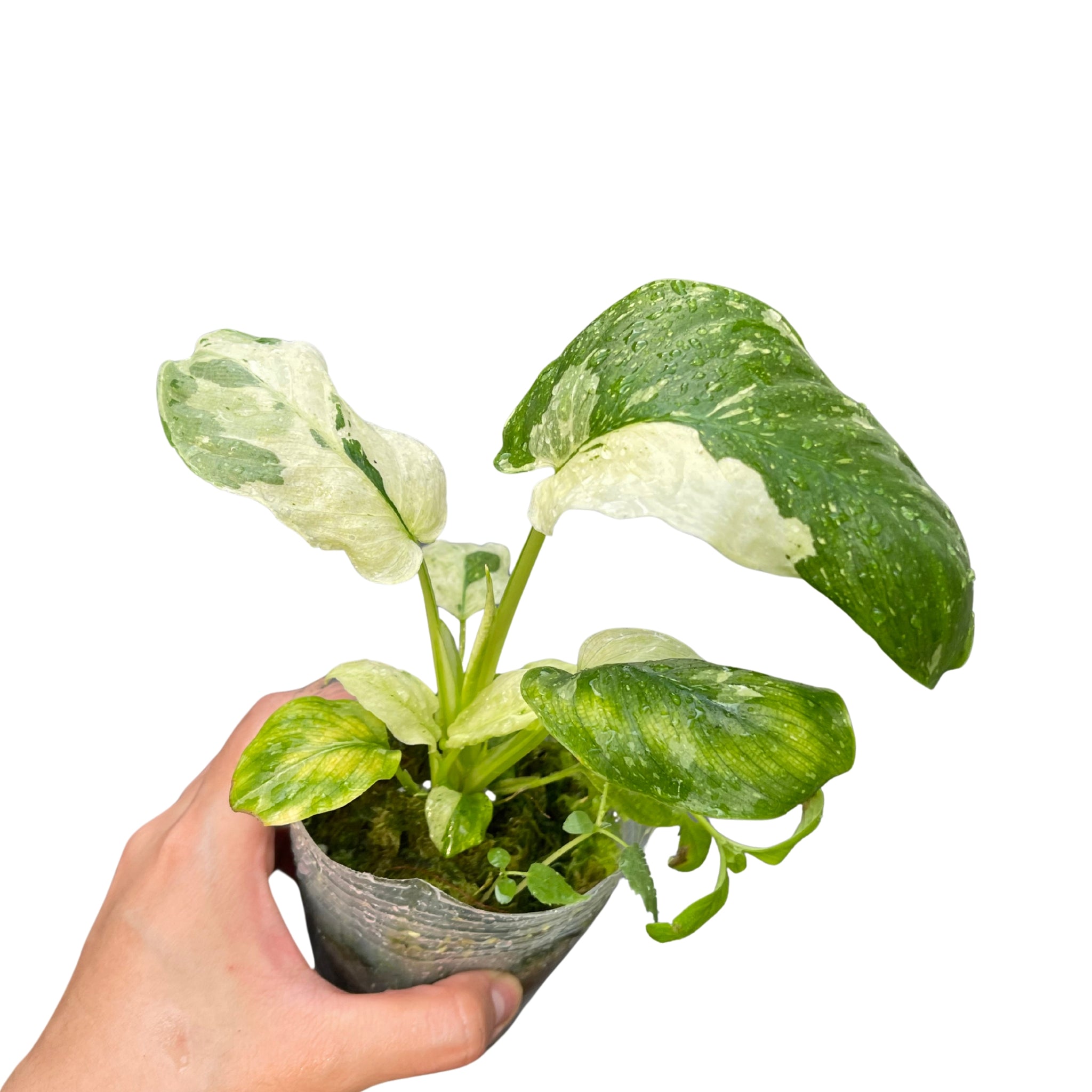 Homalomena Thai Constellation Mint Tissue Culture - Grower's Choice