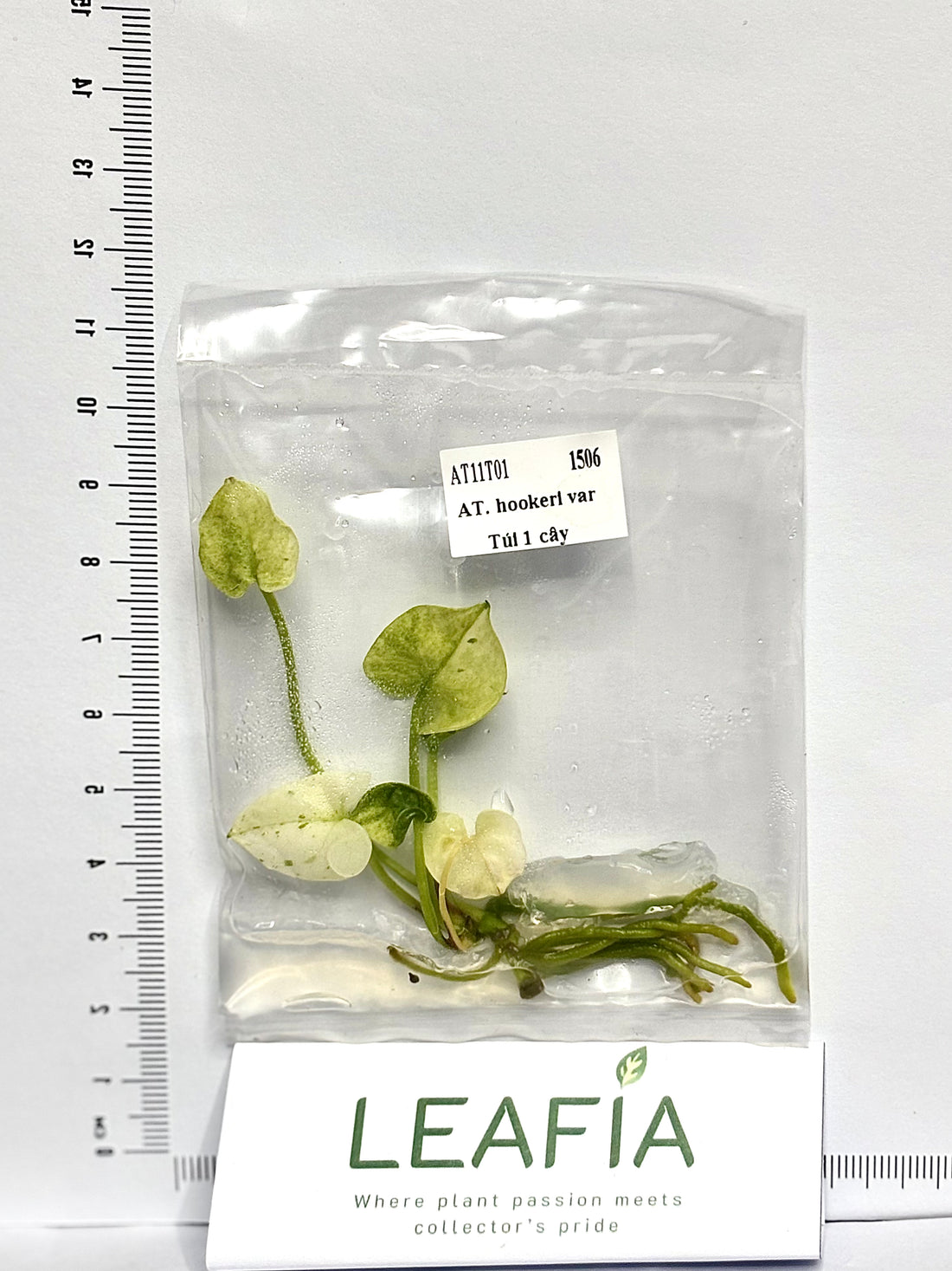 Anthurium Hookeri Tissue Culture - Grower's Choice