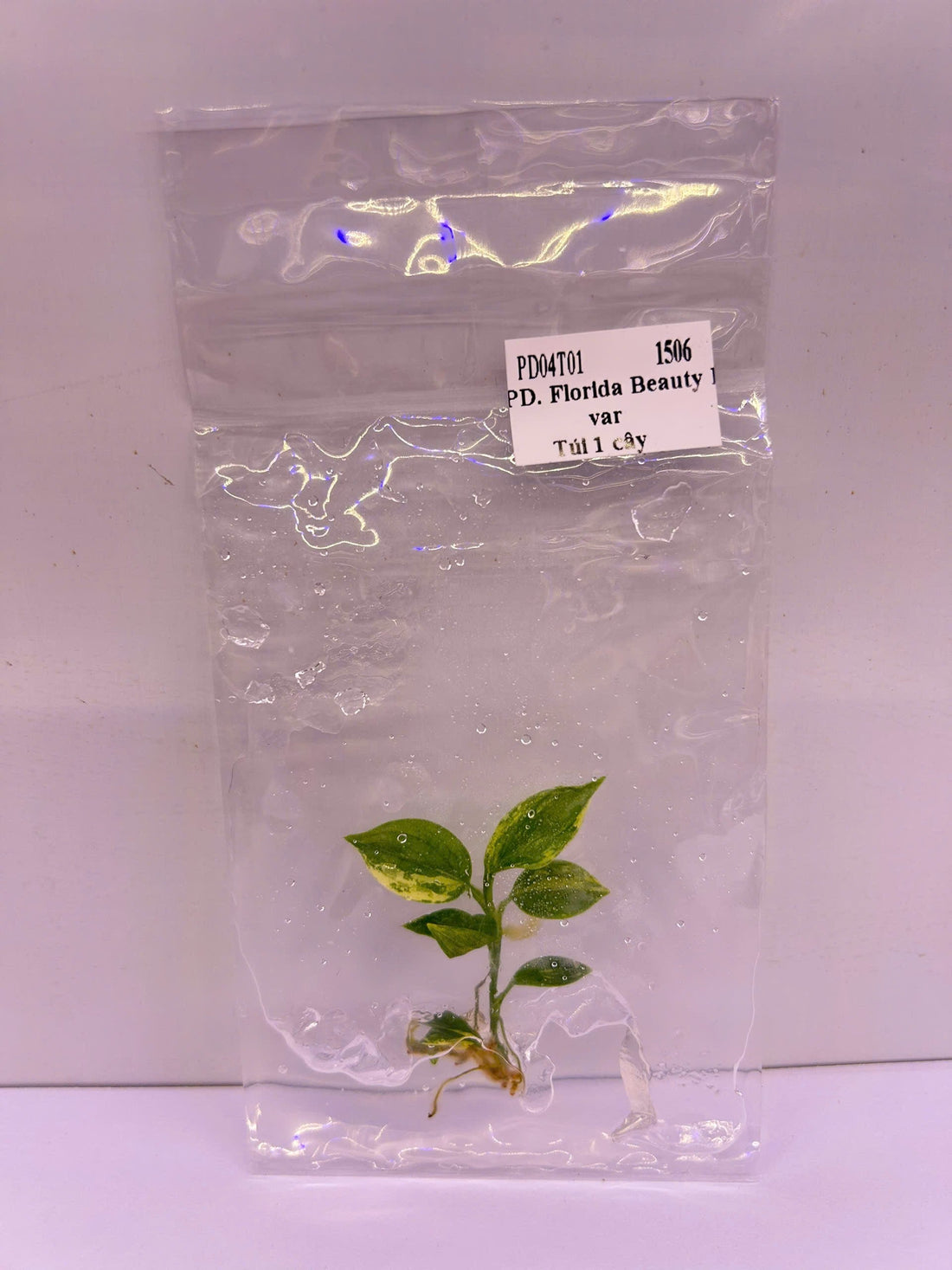 Philodendron Florida beauty Variegated Tissue Culture - Grower's Choice