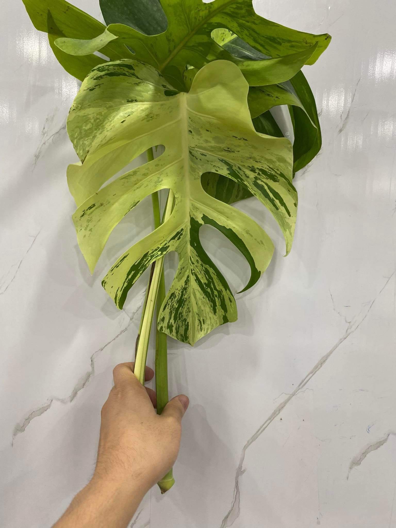 NEW) Monstera Light Lime Tissue Culture - Grower's Choice