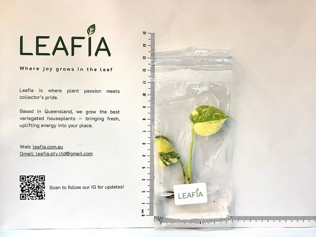 Monstera Thai Constellation Legacy Tissue Culture - Grower's Choice