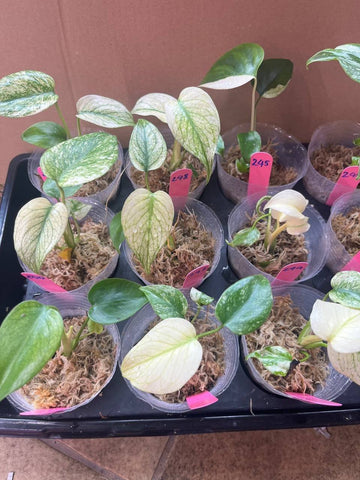 Monstera White Monster Rooted plant - Grower's choice