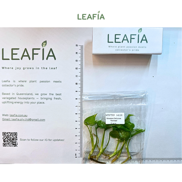 Monstera Sierrana Tissue Culture - 5 plants in bag - Grower's Choice
