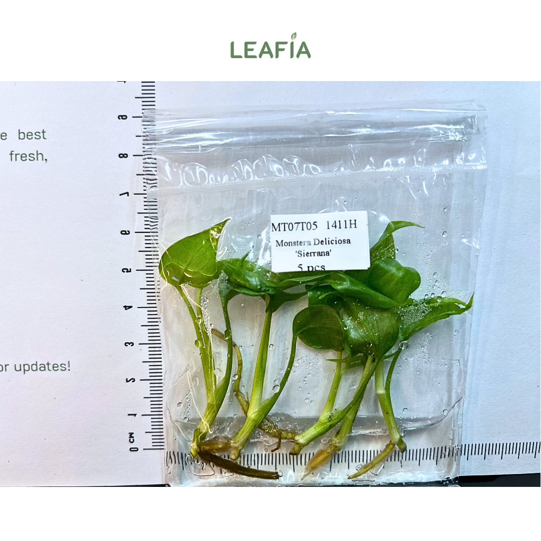 Monstera Sierrana Tissue Culture - 5 plants in bag - Grower's Choice