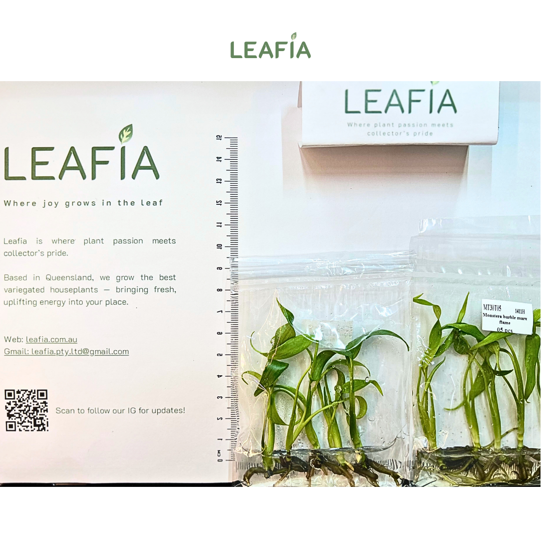 Monstera Dilacerata Burle Marx Flame Tissue Culture - 5 plants in bag - Grower's Choice