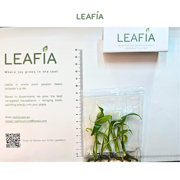 Monstera Dilacerata Burle Marx Flame Tissue Culture - 5 plants in bag - Grower's Choice