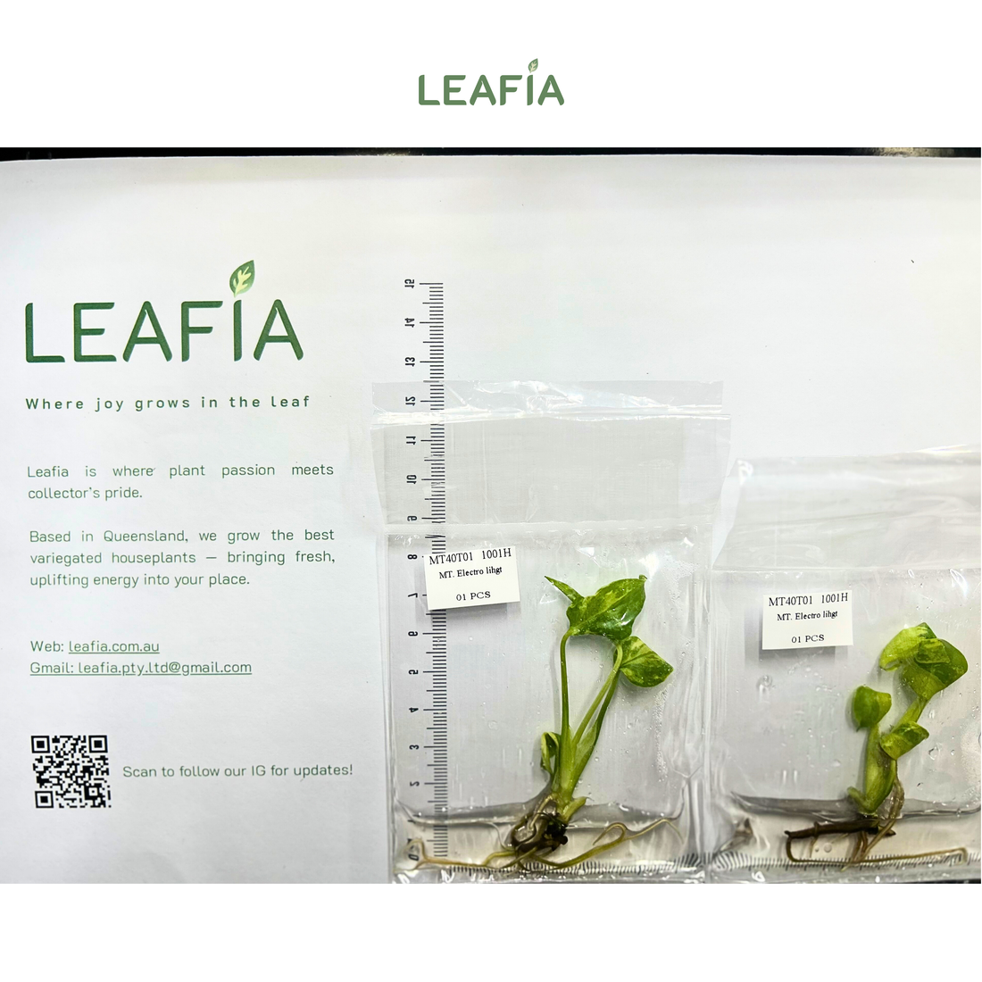 Monstera Electro Light Tissue Culture - Grower's Choice