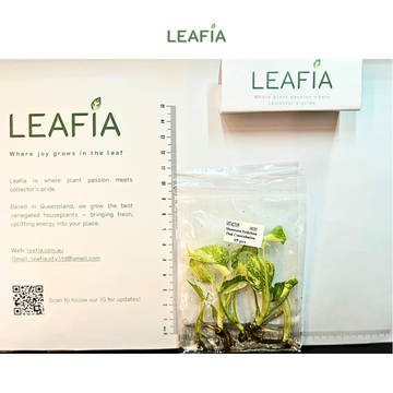 Monstera Deliciosa Thai Constellation Tissue Culture - 5 plants per bag - Grower's Choice