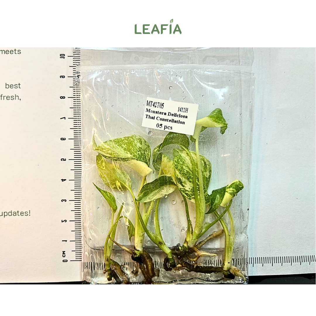 Monstera Deliciosa Thai Constellation Tissue Culture - 5 plants per bag - Grower's Choice