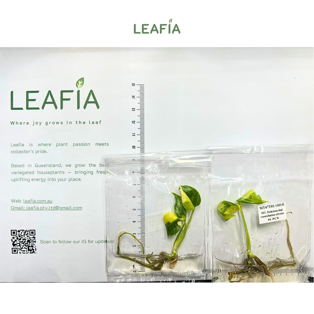 Monstera Deliciosa Thai Constellation 'Tricolor' Tissue Culture - Grower's Choice