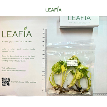 Monstera Deliciosa Thai Constellation - Mother plant from Monstera Legacy - Tissue Culture - 5 plants in bag - Grower's Choice