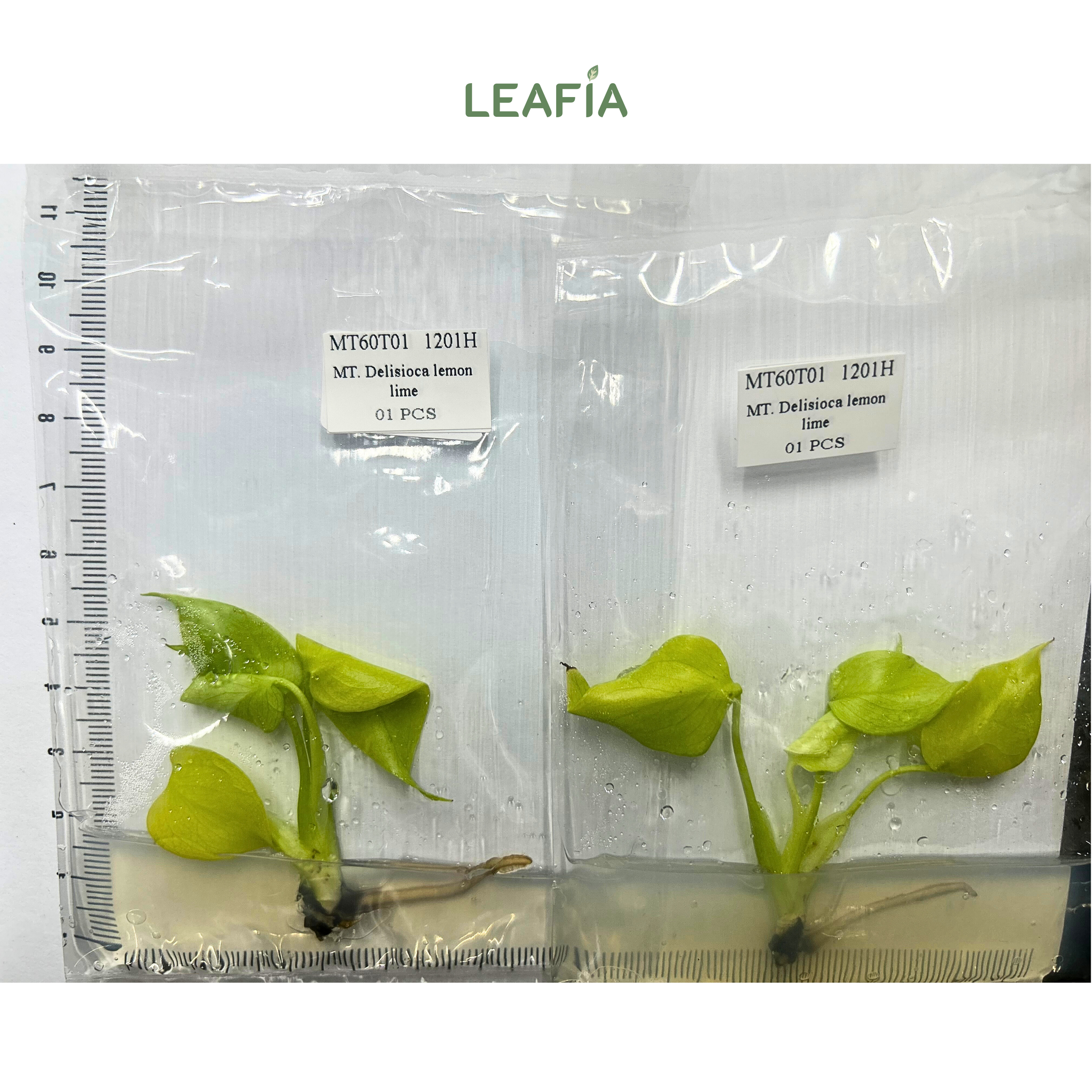 lemon leaf philodendron tissue culture Monstera Lemon Lime Tissue Culture