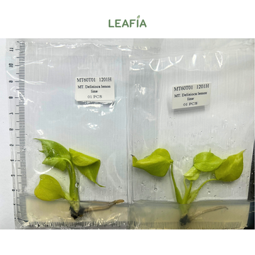 Monstera Lemon Lime Tissue Culture - Grower's Choice