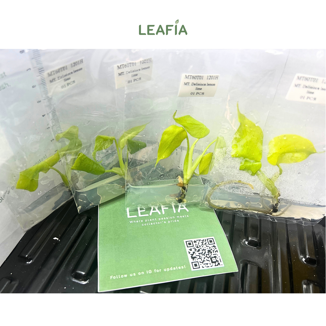 Monstera Lemon Lime Tissue Culture - Grower's Choice