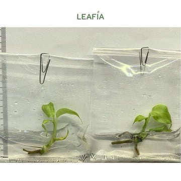 (NEW) Monstera Light Lime Tissue Culture - Grower's Choice