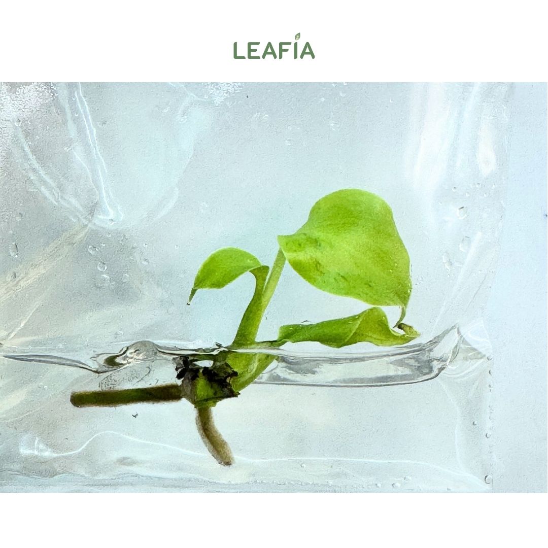 (NEW) Monstera Light Lime Tissue Culture - Grower's Choice