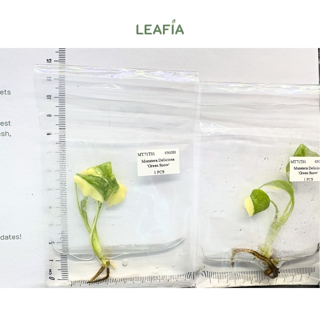 monstera green snow NEW) Monstera Green Snow Tissue Culture