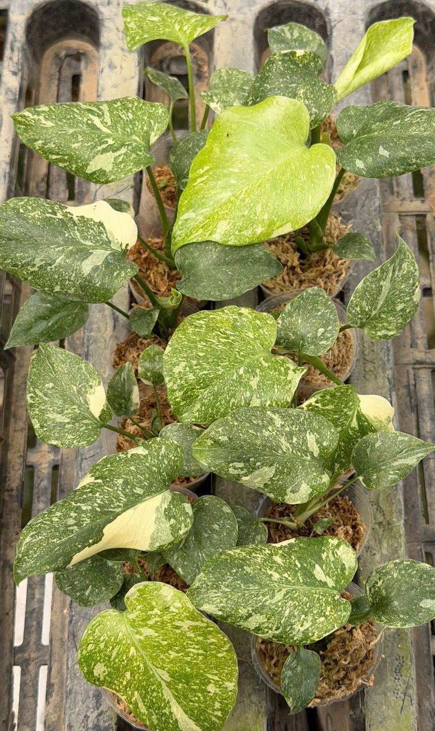 NEW) Monstera Green Snow Tissue Culture - Grower's Choice