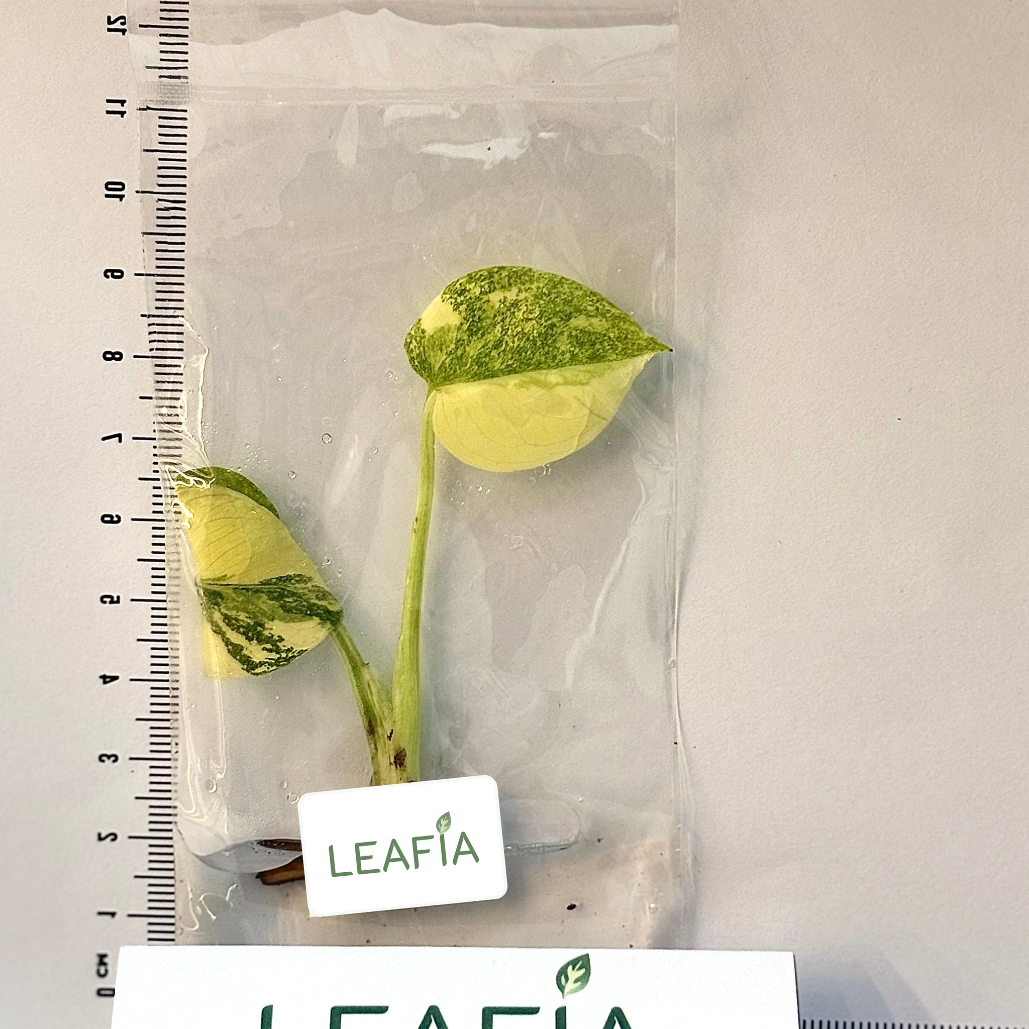 Monstera Thai Constellation Legacy Tissue Culture - Grower's Choice